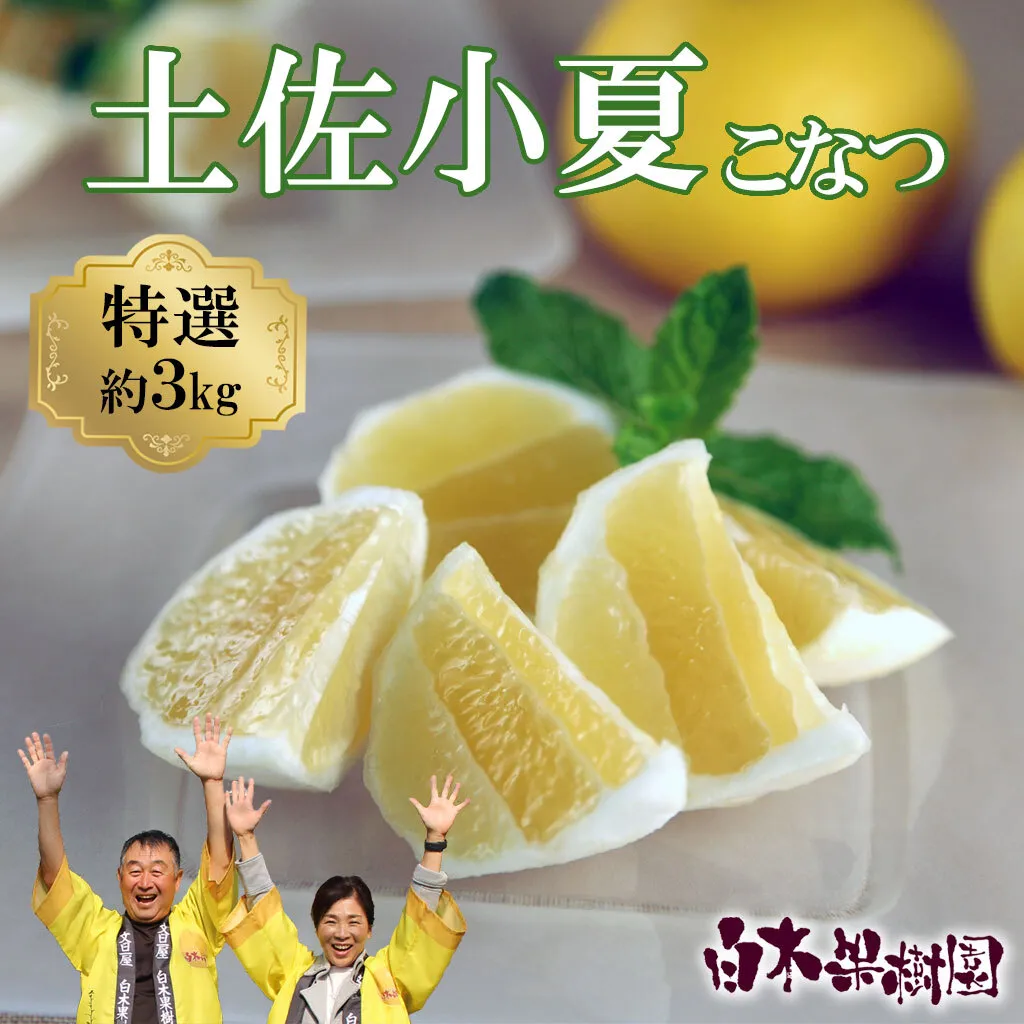 ＜果樹園直送＞土佐小夏 特選品贈答用 約3kg 3キロ こなつ 小夏 日向夏 ニューサマーオレンジ 柑橘 かんきつ 柑橘類 フルーツ 果物 くだもの 果実 デザート おやつ プレゼント ギフト 贈り物 常温配送