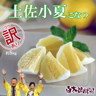 先行予約　＜白木果樹園＞ 土佐小夏 訳ありご家庭用 約5kg