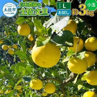 白木農園の土佐文旦 お試し用 小玉 Lサイズ 約3キロ 3kg ぶんたん ブンタン フルーツ 柑橘 みかん 果物 くだもの 柑橘類 デザート ご自宅用 ご家庭用 自分用 おいしい お取り寄せ 国産