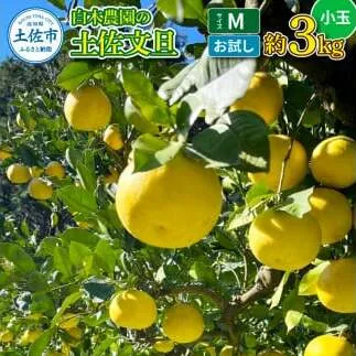白木農園の土佐文旦 お試し用 小玉 Mサイズ 約3キロ 3kg ぶんたん ブンタン フルーツ 柑橘 みかん 果物 くだもの 柑橘類 デザート ご自宅用 ご家庭用 自分用 おいしい お取り寄せ 国産
