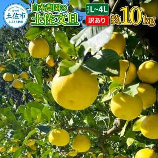 白木農園の土佐文旦 訳あり L～4L 約10キロ 10kg ぶんたん ブンタン フルーツ 柑橘 みかん 果物 くだもの 柑橘類 デザート わけあり ご自宅用 ご家庭用 自分用 お取り寄せ 国産