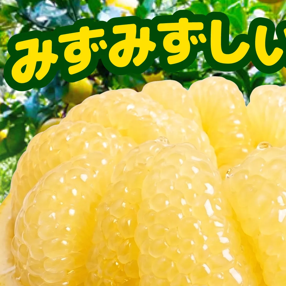【先行予約】土佐文旦 小玉 家庭用 約10kg （M～Lサイズ：23～29玉入り） 文旦 ぶんたん ブンタン 10キロ 柑橘 フルーツ デザート 果物 ご当地 人気 名産＜2027年1月中旬～順次発送＞【玉木農園】