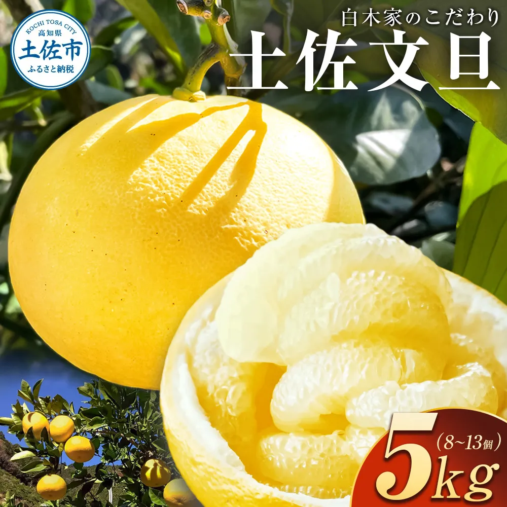 白木家のこだわり土佐文旦 露地 文旦 約5kg 8～13個入り L～3Lサイズ混合 ぶんたん ブンタン 果物 柑橘 フルーツ お取り寄せ 特産品 美味しい 高知県産 ギフト 贈答品 贈り物 常温 配送