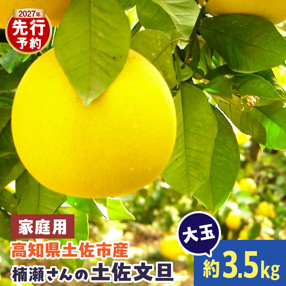 【先行予約】楠瀬さんの土佐文旦 家庭用大玉 約3.5kg  2L～4L〈2027年2月15日～2027年4月5日発送〉【まる庄果樹園】[BQAF021]
