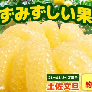 【先行予約】土佐文旦家庭用 約20kg 2L-4Lサイズ混合＜2027年1月下旬から順次発送＞ / ぶんたん ブンタン 文旦 フルーツ 柑橘 みかん 果物 くだもの 柑橘類 デザート おやつ さっぱり おいしい 甘い お取り寄せ 国産【玉木農園】 [BQAJ010]