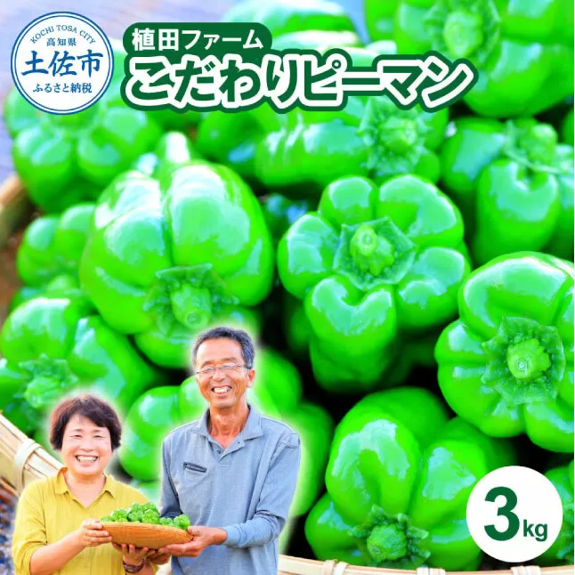 高知県産 植田ファームのこだわりピーマン 3kg ピーマン 甘い 新鮮野菜 サラダ 野菜 おかず 詰め合わせ 絶品 お取り寄せ 美味しい 料理 【株式会社　植田ファーム】 [BQAT003]