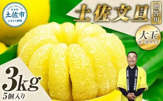 【先行予約】【果樹園直送】土佐文旦 特選品贈答用 約3kg 3L〜4Lサイズ 5個入り 〈2027年2月中旬〜3月下旬頃発送〉大玉 ぶんたん ブンタン フルーツ 柑橘 みかん 果物 くだもの 柑橘類 デザート おやつ 贈り物 プレゼント 【白木果樹園】 [BQAI002]