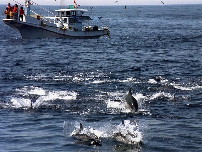 イルカ・ホエールウォッチング