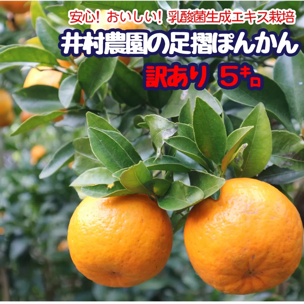 【先行予約】＜訳あり＞井村農園の足摺ぽんかん ５kg デコポンの親 みかん 柑橘 果物 果実 ミカン ぽんかん ポンカン フルーツ おやつ デザート 5キロ 美味しい【R00157】