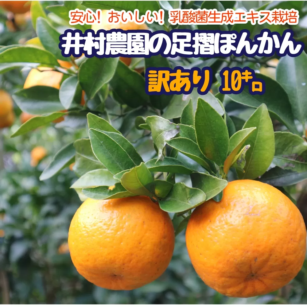 【先行予約】＜訳あり＞井村農園の足摺ぽんかん 10kg デコポンの親 みかん 柑橘 果物 果実 ミカン ポンカン フルーツ おやつ デザート 10キロ 美味しい【R01134】