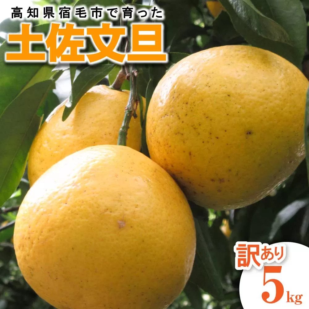 【訳あり】先行予約 太陽の恵みをいっぱい受けて育った土佐文旦 家庭用 5kg 5キロ L～4L 柑橘 フルーツ ミカン みかん 蜜柑 ぶんたん ブンタン 果物 くだもの【R01135】