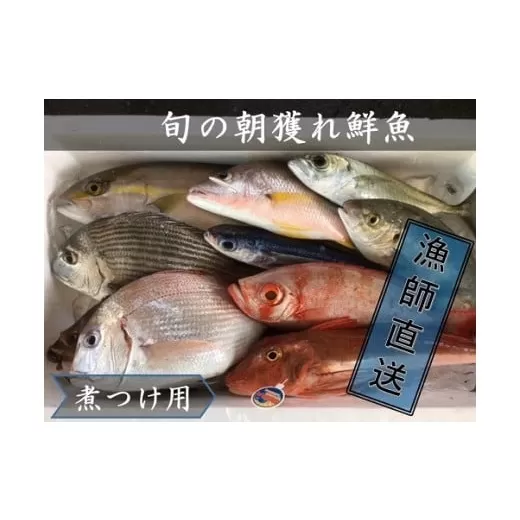 旬の朝獲れ鮮魚（煮つけ用）漁師おすすめセット【以布利定置網　漁師直送】【R00405】