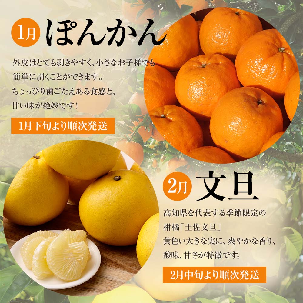 ブサイク文旦終了！ぽんかん少しのみ来週予定してます！｜食品
