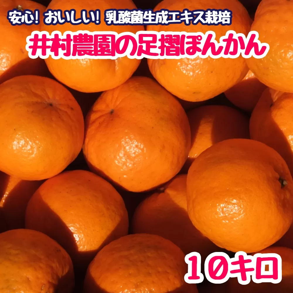 【先行予約】井村農園の足摺ぽんかん 10kg デコポンの親 みかん 柑橘 果物 果実 ミカン ぽんかん ポンカン フルーツ おやつ デザート 10キロ 美味しい おいしい【R01133】