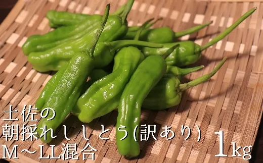 訳あり土佐のししとう1kg(サイズ混合)野菜炒め 天ぷら 夏野菜 先行予約