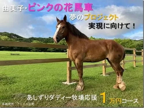 由美子・ピンクの花馬車夢のプロジェクト実現に向けて！あしずりダディー牧場応援（１万円コース）クラウンドファンディング クラファン 馬主 競馬 動物【R00341】