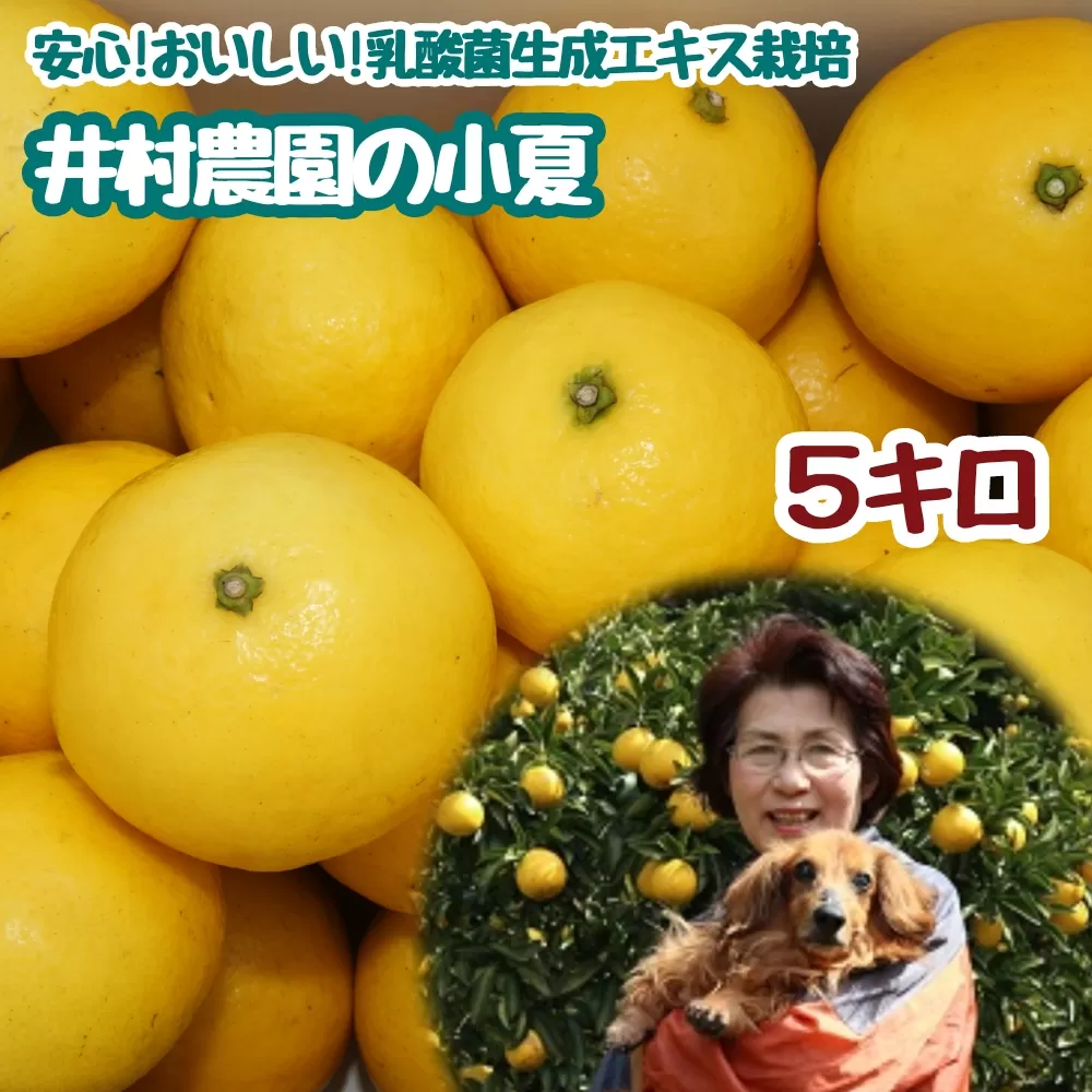 【先行予約】 井村農園の小夏（５kg）5キロ 日向夏 みかん ミカン 柑橘 フルーツ こなつ コナツ ﾆｭｰｻﾏｰｵﾚﾝｼﾞ おやつ デザート 美味しい おいしい 国産 ギフト プレゼント【R00357】