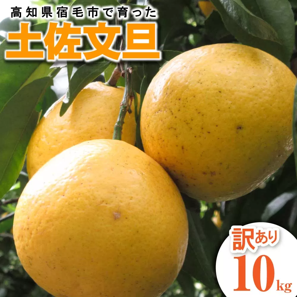 【訳あり】先行予約 太陽の恵みをいっぱい受けて育った土佐文旦 家庭用 10kg 10キロ L～4L 柑橘 フルーツ ミカン みかん 蜜柑 ぶんたん ブンタン 果物 くだもの【R01136】