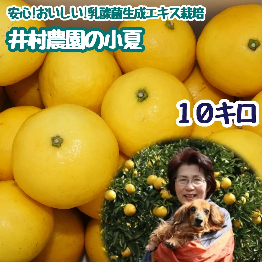 【先行予約】 井村農園の小夏（10kg）10キロ 日向夏 みかん ミカン 柑橘 フルーツ こなつ コナツ ﾆｭｰｻﾏｰｵﾚﾝｼﾞ おやつ デザート 美味しい おいしい 国産 ギフト プレゼント【R01130】