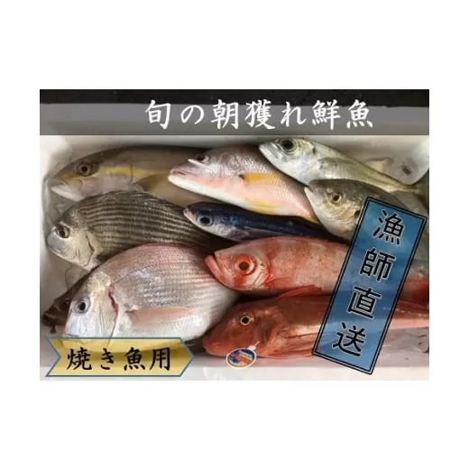 旬の朝獲れ鮮魚（焼き魚用）漁師おすすめセット【以布利定置網　漁師直送】【R00406】