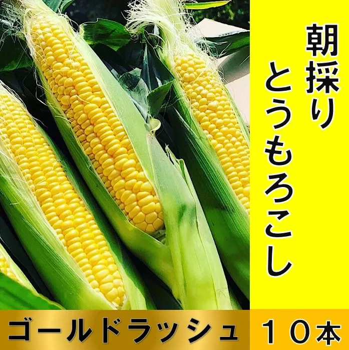 朝採り直送スイートコーン １０本（3～3.5kg) 【2024年分先行予約】ゴールドラッシュ とうもろこし 黒潮の恵 産地直送 とうきび 甘い 送料無料【R00880】