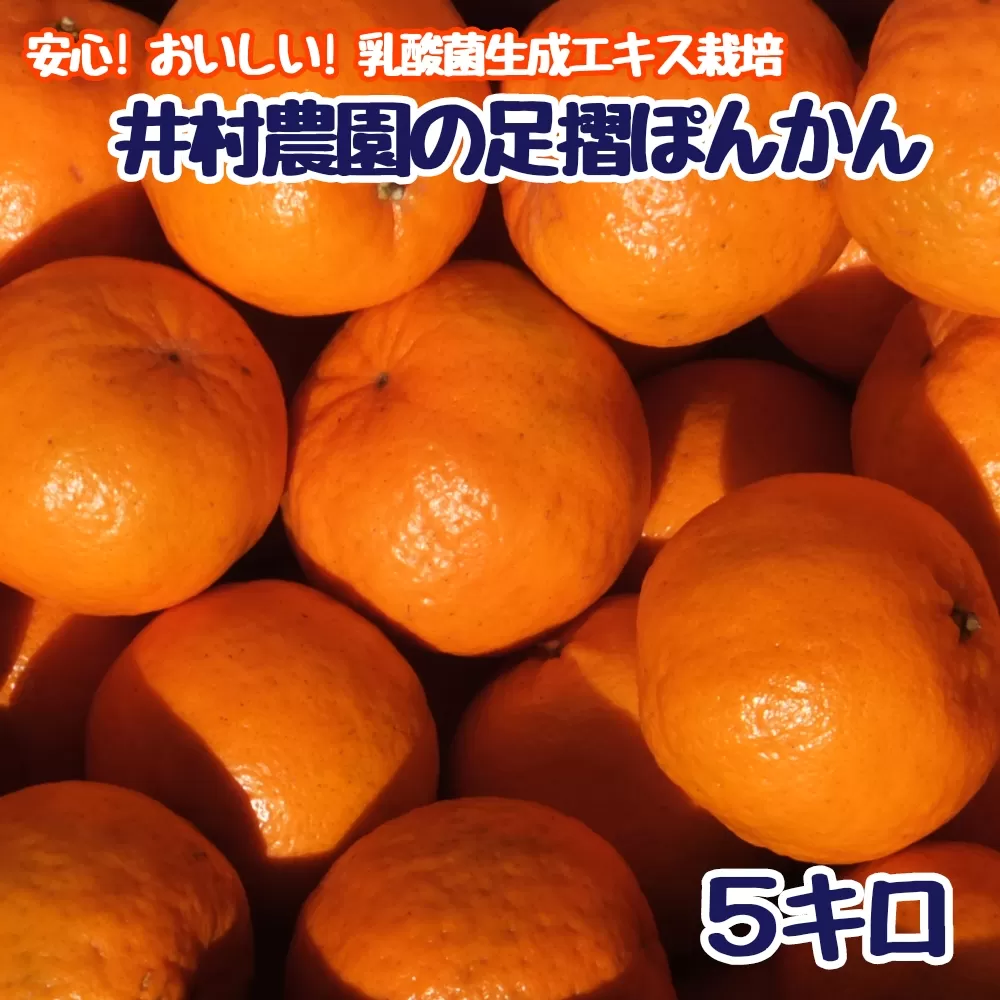 【先行予約】井村農園の足摺ぽんかん ５kg デコポンの親 みかん 柑橘 果物 果実 ミカン ぽんかん ポンカン フルーツ おやつ デザート 5キロ 美味しい おいしい【R00222】