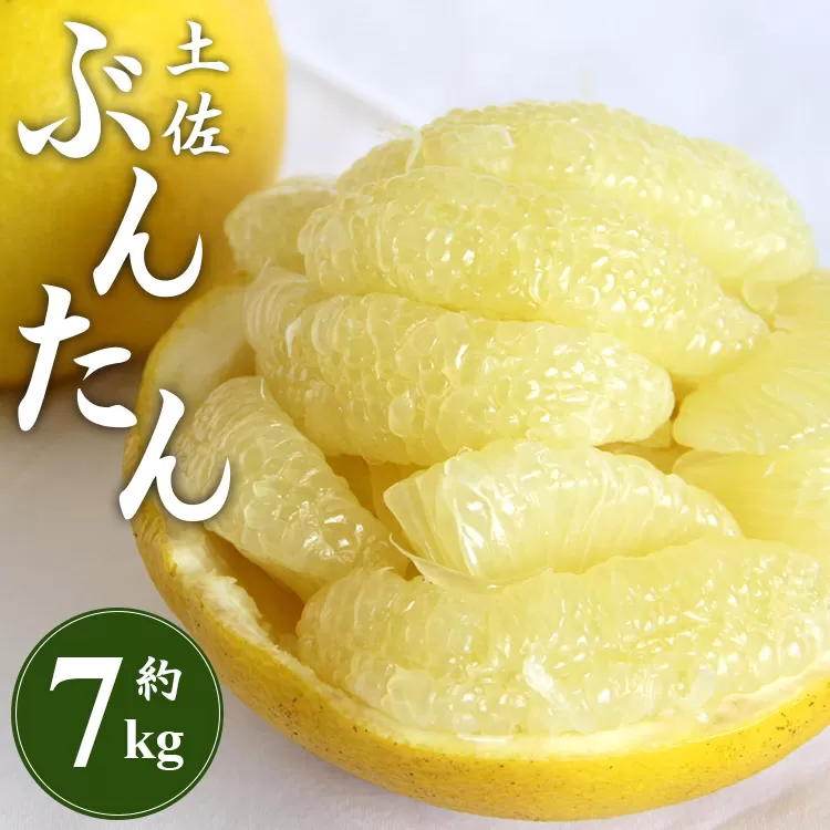 【先行予約】土佐文旦 約7kg（2L〜4Lサイズ）- 期間 数量限定 果物 くだもの フルーツ 柑橘類 果実 ぶんたん ブンタン 美味しい フレッシュ ジューシー 果汁 間城農園 7キロ ザボン ボンタン お取り寄せ とりよせ 特産品 贈答 高知県 香南市 常温 ms-0067