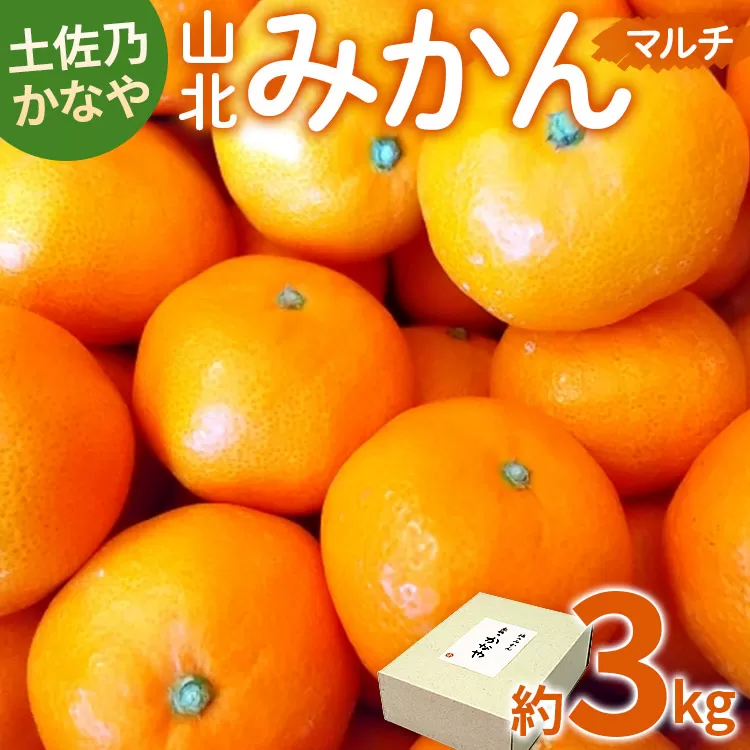 【2026年11月より順次配送】【数量限定】土佐乃かなや マルチ 山北みかん 約3kg - 送料無料 フルーツ 果物 くだもの 温州みかん ミカン 柑橘 甘い おいしい 旬 季節限定 かなや農園 合同会社Benifare 国産 特産品 高知県 香南市