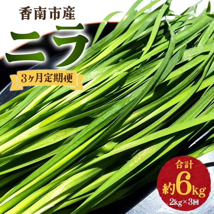 3ヶ月定期便 香南市産 ニラ 合計約6kg（2kg×3回）- にら 韮 生 野菜 やさい 香味野菜 葉物 新鮮 シャキシャキ食感 肉厚 にくあつ 料理 アレンジ 炒めもの 炒め物 煮物 鍋 なべ もつ鍋 産地直送 国産 おきゃんぴー農園 餃子 饅頭 キムチ チヂミ おひたし 和食 洋食 中華 レバニラ 夕飯 夕食 お弁当 昼食 美味しい おいしい 甘い あまい 6キロ おすそ分け ご家庭 ご自宅 贈り物 おくりもの 3回定期便 高知県 香南市 冷蔵 Won-0017
