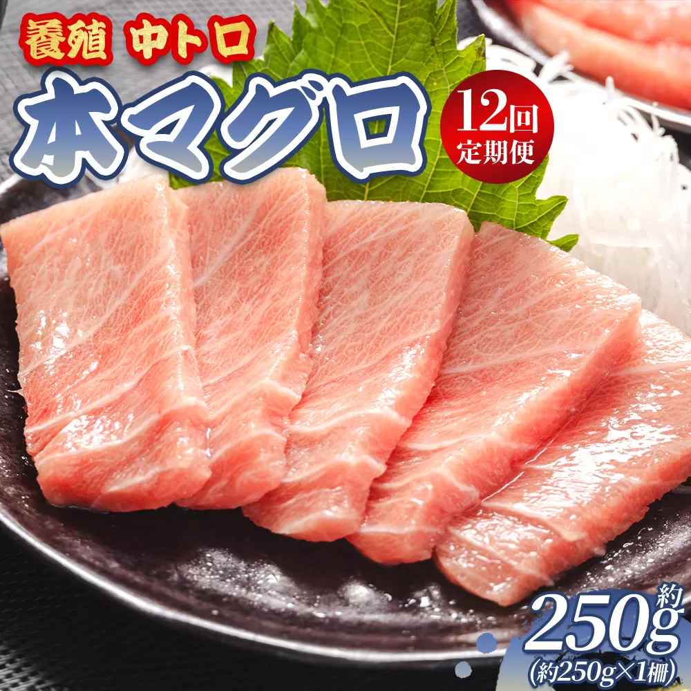 中トロ 定期便 12回 約250g 1冊 養殖 本マグロ 合計3kg - 鮪 まぐろ 中とろ 寿司 刺身 さしみ 海鮮丼 漬け丼 カルパッチョ おつまみ 新鮮 海産物 魚介 海の幸 オオジ 高知県 香南市 Woo-0030