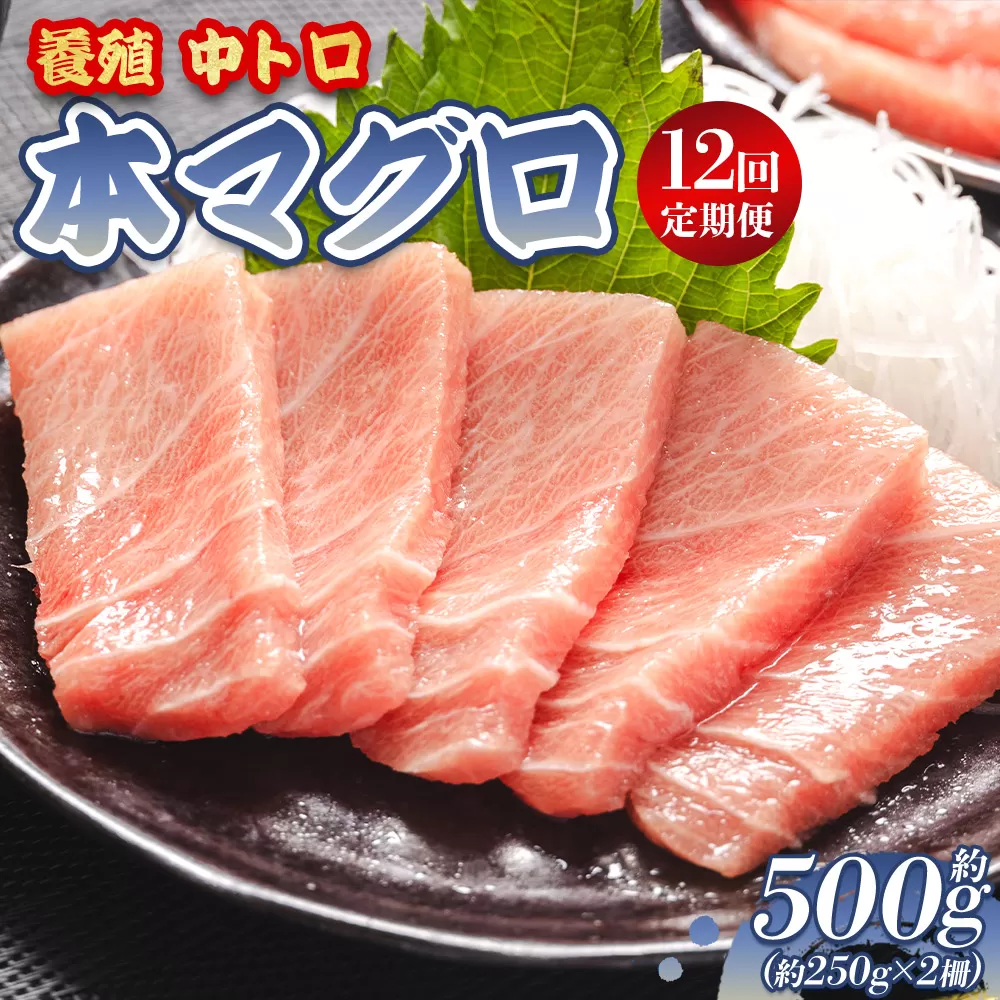中トロ 定期便 12回 約250g 2冊 養殖 本マグロ 合計6kg - 鮪 まぐろ 中とろ 寿司 刺身 さしみ 海鮮丼 漬け丼 カルパッチョ おつまみ 新鮮 海産物 魚介 海の幸 オオジ 高知県 香南市 冷凍 Woo-0025