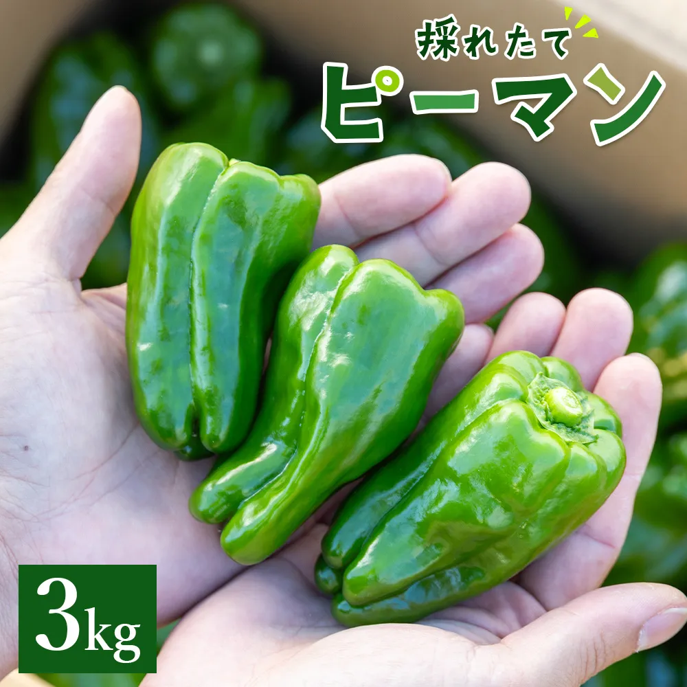 【先行受付】高知県香南市産採れたてピーマン3kg - 野菜 やさい 新鮮 国産 肉厚 炒め物 肉詰め 料理 高知県 香南市 冷蔵 im-0004