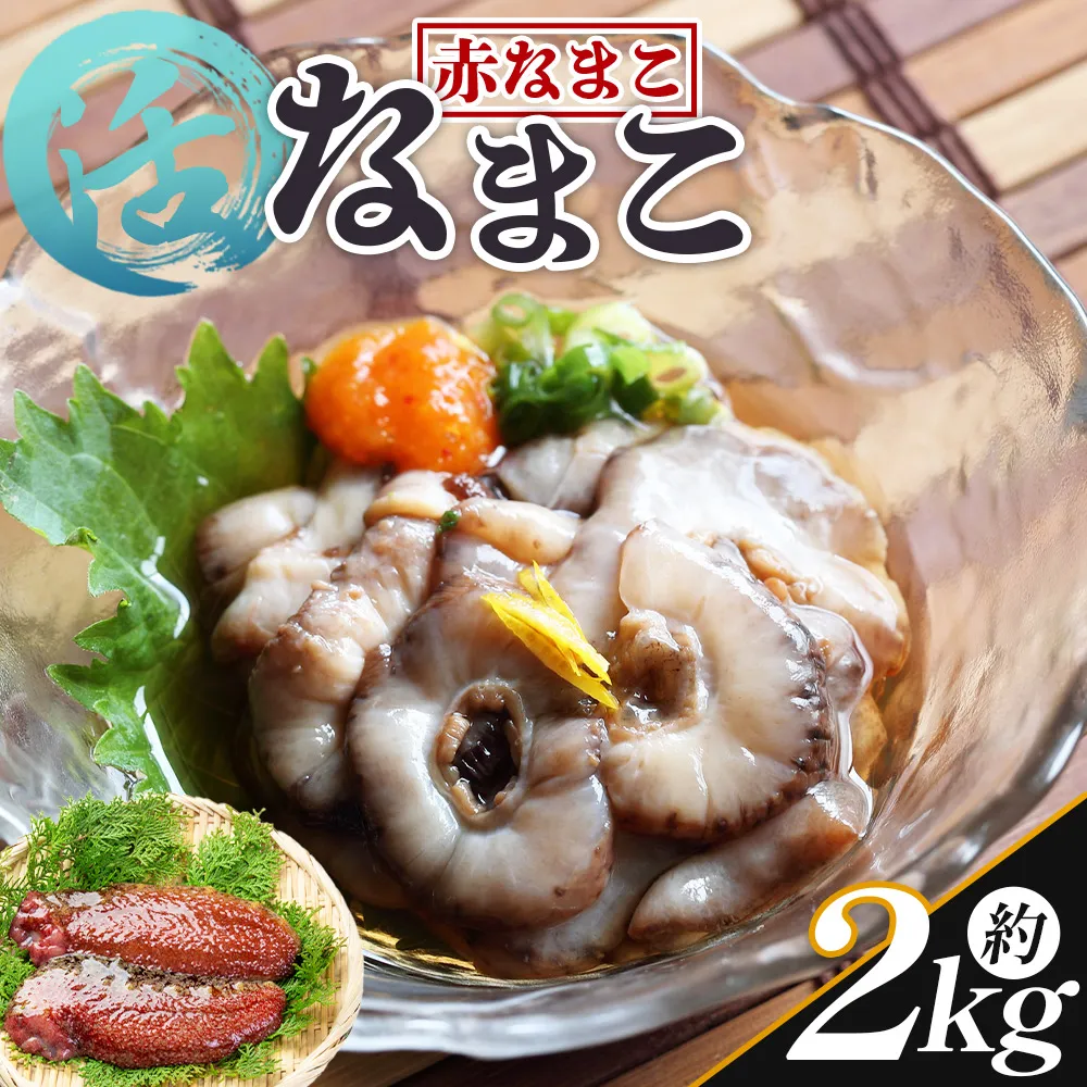 活ナマコ 2kg 赤ナマコ - 国産 産地直送 赤なまこ なまこ ナマコ 海鼠 海産物 海鮮 魚介類 刺身 刺し身 炒め物 塩辛 このわた えび蔵 高知県 香南市 冷蔵  eb-0052