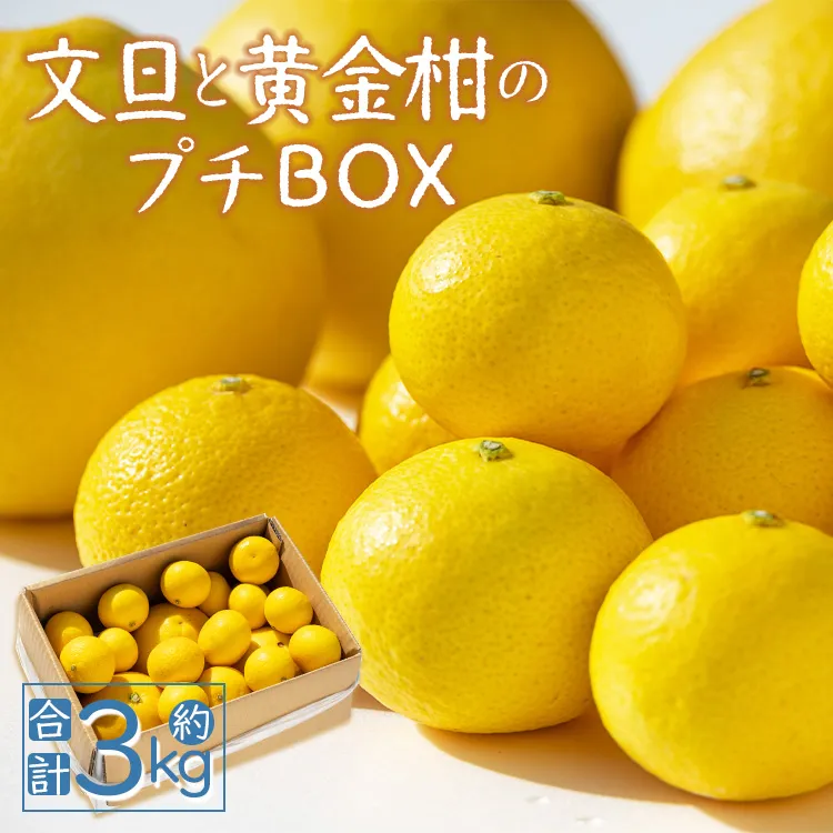 【先行予約】文旦と黄金柑のプチBOX 合計約3kg - ぶんたん ブンタン 果物 くだもの フルーツ 柑橘 みかん 詰め合わせ セット 食べ比べ お試し お楽しみ 間城農園 高知県 香南市 常温 ms-0089