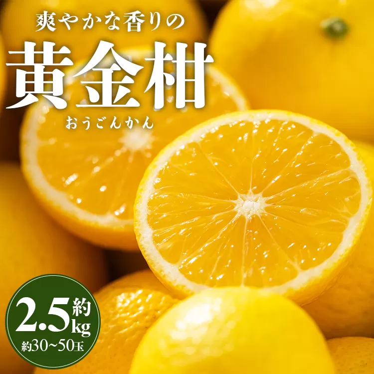 間城農園 爽やかな香りの黄金柑（おうごんかん）約2.5kg - フルーツ 果物 柑橘 ms-0044