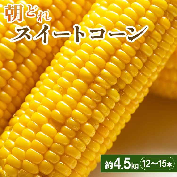 朝どれスイートコーン 約4.5kg（12〜15本）- とうもろこし トウモロコシ 野菜 朝採り 季節限定 期間限定 ポタージュ スープ BBQ バーベキュー 産地直送 特産品 旬彩ファームやまさき 高知県 香南市「2026年5月下旬より順次配送」 sy-0002