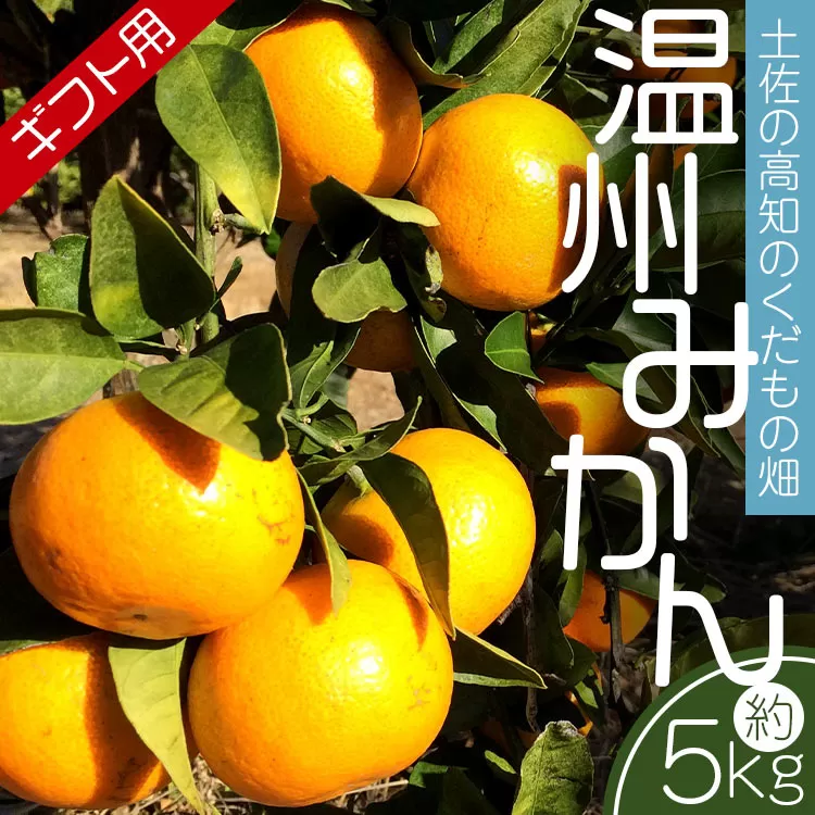 【先行予約】土佐の高知のくだもの畑 みかん（ギフト用）約5kg - 温州みかん ミカン 蜜柑 柑橘 柑橘類 フルーツ 果物 くだもの 熨斗 のし対応可 贈り物 贈答用 贈答品 プレゼント ギフト 御礼 お礼 御祝い お祝い 感謝 お礼 高知県 香南市