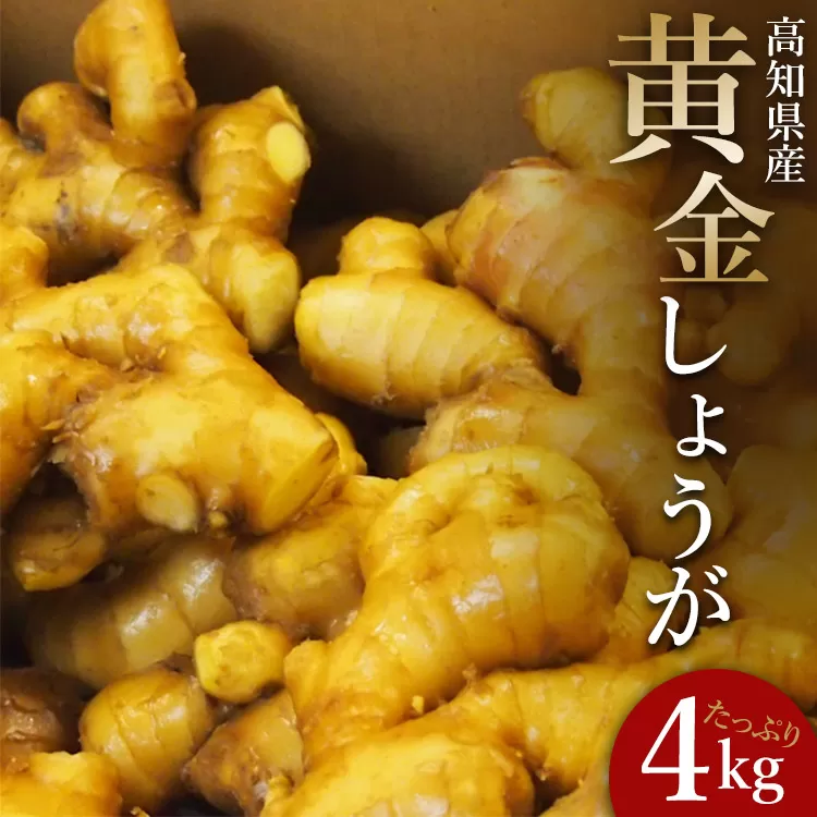 生姜一筋70年の生姜老舗問屋 黄金しょうが 約4kg Xnb-0008
