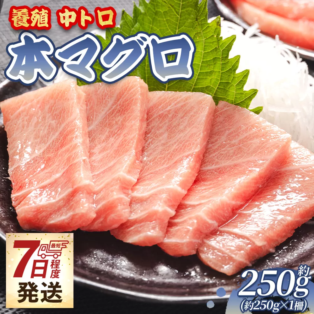 【7日程度で発送】本まぐろ 中トロ 約250g 1冊 養殖 -  鮪 マグロ 中とろ 寿司 刺身 さしみ 海鮮丼 漬け丼 カルパッチョ おつまみ 新鮮 海産物 魚介 海の幸 スピード発送 オオジ 高知県 香南市 冷凍 oo-0026