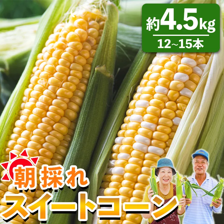 先行予約受付中！朝採れスイートコーン 約4.5kg（12〜15本）- 野菜 とうもろこし トウモロコシ とうきび トウキビ BBQ キャンプ 旬 おやつ 特産品 数量限定 季節限定 期間限定 sg-0006