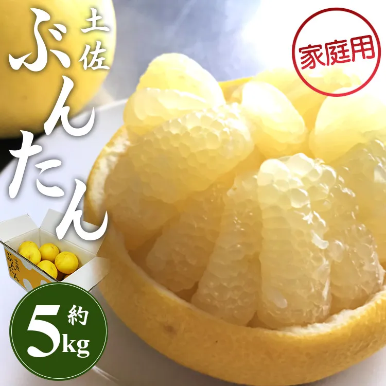 【先行予約】訳あり 土佐文旦 約5kg(家庭用 2L〜4Lサイズ)- 期間限定 柑橘類 果物 くだもの フルーツ ぶんたん ブンタン おいしい 送料無料 間城農園 高知県 香南市 ms-0094