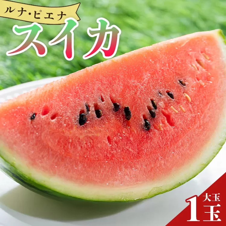 [先行予約]数量限定!ルナ・ピエナスイカ(大玉)1玉 - 「今夜はナゾトレ」に取り上げられました!すいか 果物 くだもの フルーツ すいか 西瓜 果実 赤肉 赤玉 1個 熨斗 のし対応可 ギフト 贈り物 おくりもの プレゼント デザート スイーツ 果汁 ジューシー みずみずしい 瑞々しい 美味しい おいしい 甘い あまい 贅沢 ぜいたく ごほうび ご褒美 記念日 父の日 お中元 御中元 贈答用 贈答品 プレゼント プチ ギフト お祝い 御祝い 内祝い 御礼 お礼 ご褒美 高知県 香南市 常温 「2026年