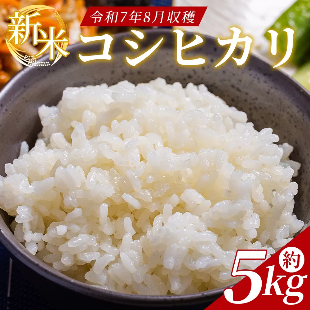 どぶろく工房香南 新米 コシヒカリ 約５㎏(令和7年8月収穫) - 国産 高知県産 精米 白米 お米 米 こめ コメ こしひかり ご飯 ごはん おにぎり 食品 どぶろく工房香南 高知県 香南市 常温 db-0039