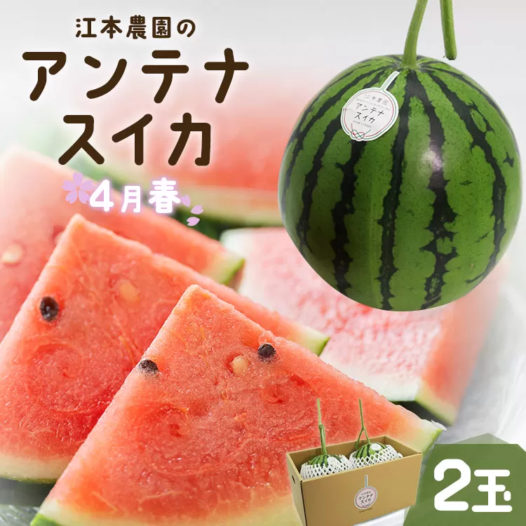 【期間限定】江本農園の4月春アンテナスイカ 2玉 - くだもの のし 贈り物 フルーツ 果物大好き すいか 西瓜 em-0023