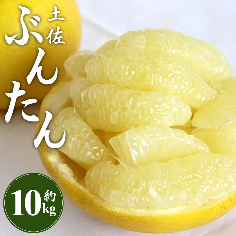 [先行予約]土佐文旦 約10kg(2L〜4Lサイズ)- 期間 数量限定 果物 くだもの フルーツ 柑橘類 果実 ぶんたん ブンタン 美味しい フレッシュ ジューシー 果汁 間城農園 10キロ ザボン ボンタン お取り寄せ とりよせ 特産品 贈答 高知県 香南市 常温 ms-0092