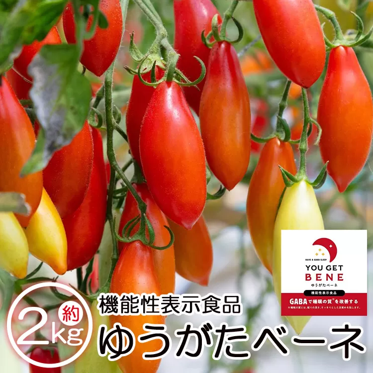 【先行予約受付】機能性表示食品 ミニトマト ゆうがたベーネ 約2kg（1kg×2箱）- ミニトマト プチトマト フルーツトマト ギフト のし対応 高糖度 お歳暮 御歳暮 贈答用 贈り物