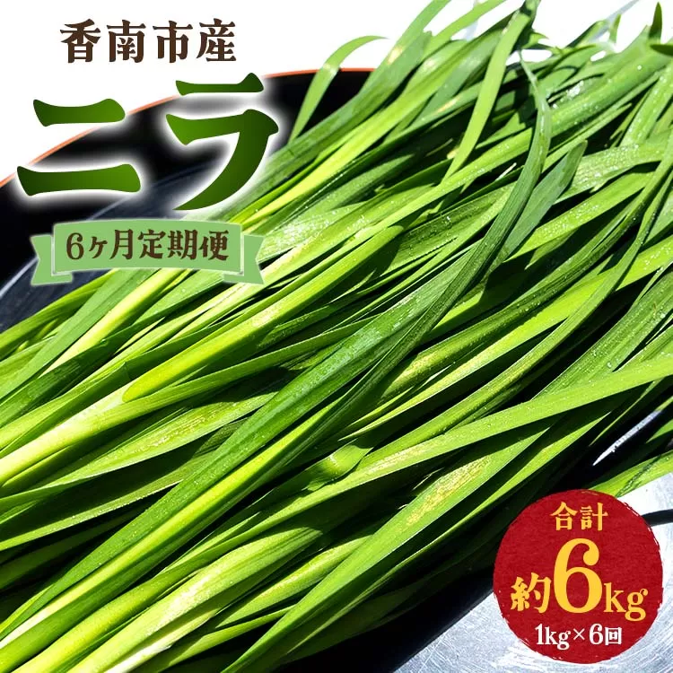 6ヶ月定期便 香南市産 ニラ 合計約6kg（1kg×6回）- にら 韮 生 野菜 やさい 香味野菜 葉物 新鮮 シャキシャキ食感 肉厚 にくあつ 料理 アレンジ 炒めもの 炒め物 煮物 鍋 なべ もつ鍋 産地直送 国産 おきゃんぴー農園 餃子 饅頭 キムチ チヂミ おひたし 和食 洋食 中華 レバニラ 夕飯 夕食 お弁当 昼食 美味しい おいしい 甘い あまい 6キロ おすそ分け ご家庭 ご自宅 贈り物 おくりもの 6回定期便 高知県 香南市 冷蔵 Won-0016