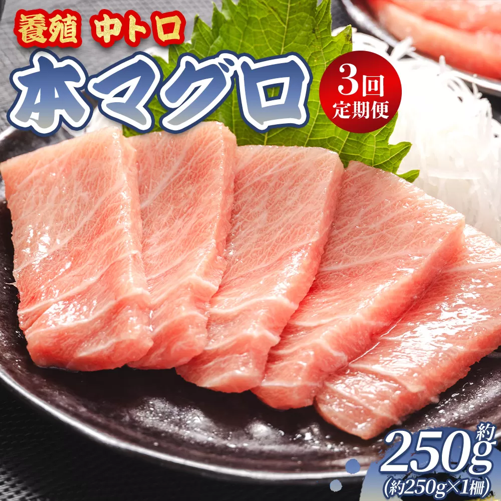 中トロ 定期便 3回 約250g 1冊 養殖 本マグロ 合計750g - 鮪 まぐろ 中とろ 寿司 刺身 さしみ 海鮮丼 漬け丼 カルパッチョ おつまみ 新鮮 海産物 魚介 海の幸 オオジ 高知県 香南市 冷凍 Woo-0028