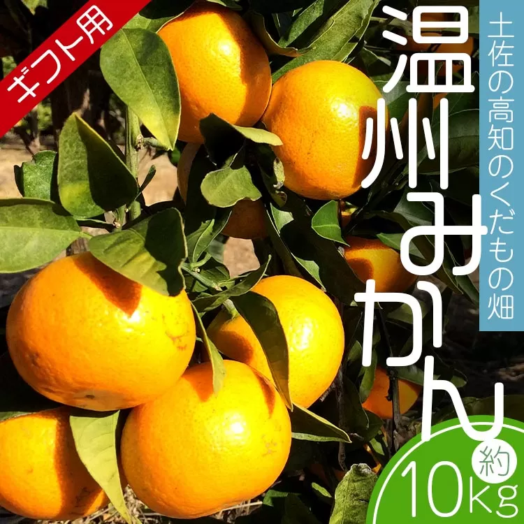 【先行予約】土佐の高知のくだもの畑 みかん(ギフト用)10kg(5kg箱×2) - 温州みかん ミカン 蜜柑 柑橘 柑橘類 フルーツ 果物 くだもの 熨斗 のし対応可 贈り物 贈答用 贈答品 プレゼント ギフト 御礼 お礼 御祝い お祝い 感謝 お礼 高知県 香南市