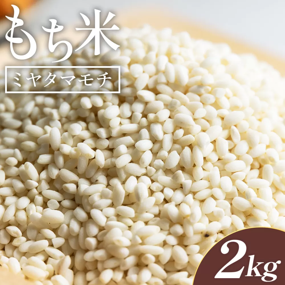 もち米 2kg - ミヤタマモチ  国産 餅米 モチ おもち おこわ おはぎ ぼたもち お雑煮 赤飯 米 お米 アレンジ 調理 アスタ農園 高知県 香南市 常温 at-0069